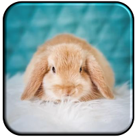 Baby Rabbit Wallpaper HD