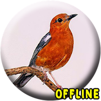 Suara Burung Anis Merah MP3