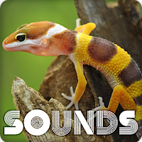Gecko Sound Ringtones