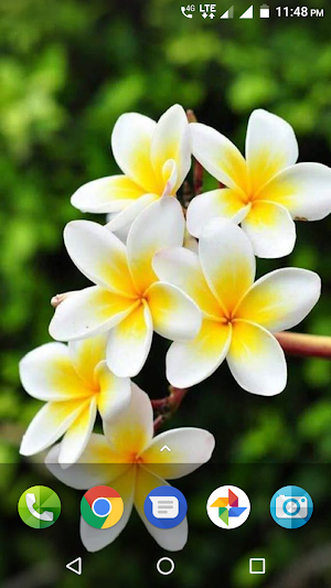 Plumeria Wallpaper Screenshot 2