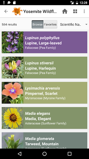 Yosemite Wildflowers Screenshot 2