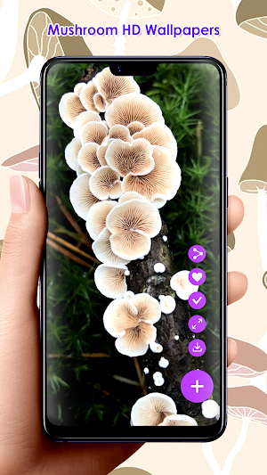 Mushroom HD Wallpapers Screenshot 0