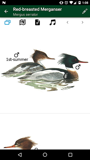 Birds of Germany & Switzerland Screenshot 2