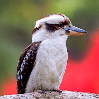 Laughing Kookaburra Sounds