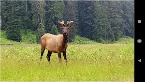 HD Animal Wallpapers Screenshot 1