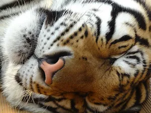 Tiger wallpapers Screenshot 2