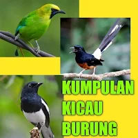 Suara Kicau Burung Lengkap