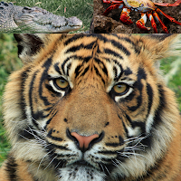 ANIMALS TRIVIA