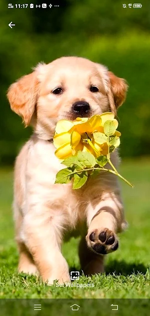 Kubet: Dog Cute Wallpaper HD Screenshot 2