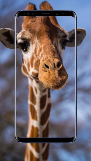 Giraffe Wallpapers Screenshot 3