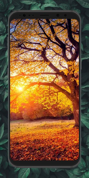 Aesthetic Forest Wallpaper 4K Screenshot 2