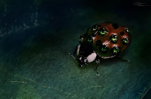 Ladybug Wallpapers Screenshot 0