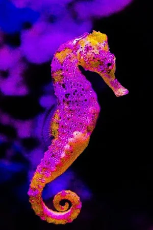 Seahorse Wallpapers Screenshot 0