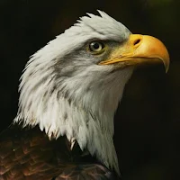 Eagle Sound