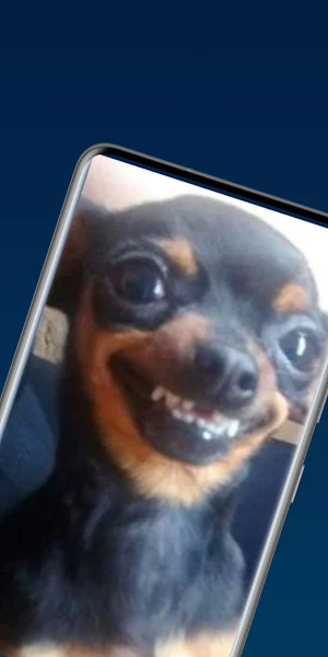 wallpaper memes hd Screenshot 0