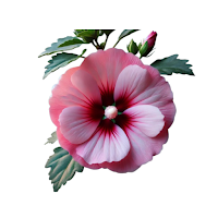 Rose of Sharon