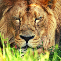 Lion Ringtone
