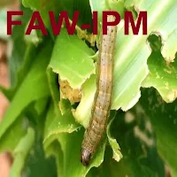 FAW-IPM