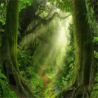 Jungle Natural Sound