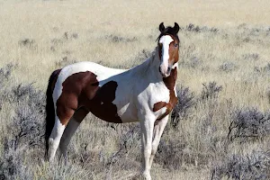 Wild horse wallpapers Screenshot 2