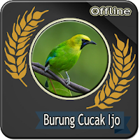 Suara Burung Cucak ijo Betina Offline