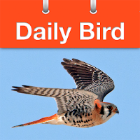 Daily Bird