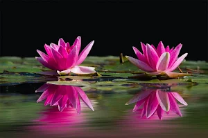 Lilies wallpapers Screenshot 1