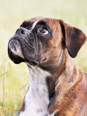Boxer Dogs Wallpapers Screenshot 3