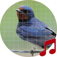 Swallow bird sounds ~ Sboard.pro