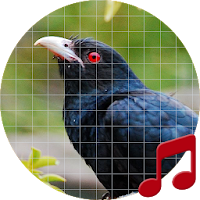 Asian koel Sounds ~ Sboard.pro
