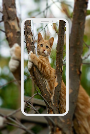 Cute Cat Wallpaper Screenshot 0