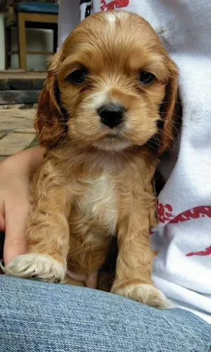 Cocker Spaniel Dog Wallpapers Screenshot 2