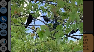 Crow Scientist Screenshot 3