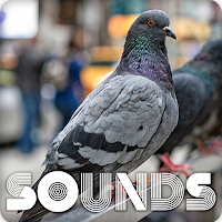 Dove Bird Sound Ringtones