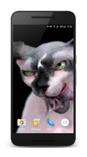 Sphynx Cat Live Wallpaper Screenshot 2