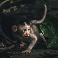 Animal Wallpapers 4K - HD