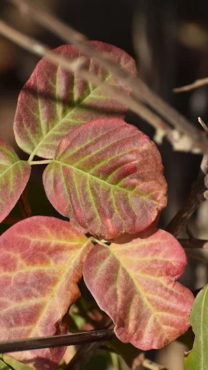 Plant Identification Wallpaper Screenshot 2