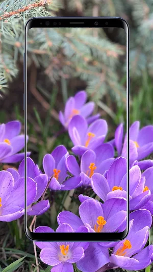 Crocus Flower Wallpapers Screenshot 3