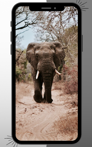 Elephant Wallpaper Screenshot 0