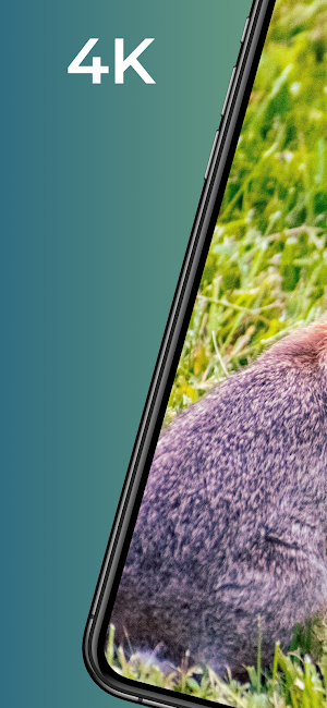 Rabbit wallpapers-4k animals Screenshot 0