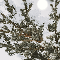 Winter Wallpaper HD