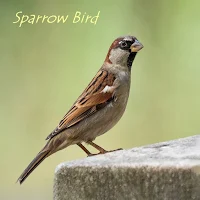 Sparrow Bird