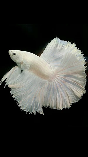 Betta Fish Wallpaper Screenshot 2