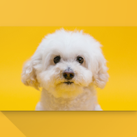 My Dogs: Unlimited DogPictures