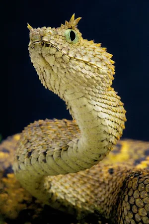 Bamboo Viper Wallpapers Screenshot 2