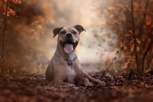 Bull Terrier Dog Wallpapers Screenshot 3