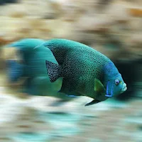 Salty Flying Fish