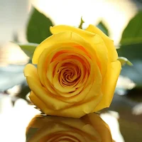 Yellow Rose Wallpapers