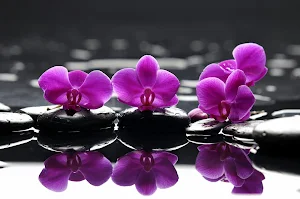 Orchid Wallpaper HD Screenshot 0