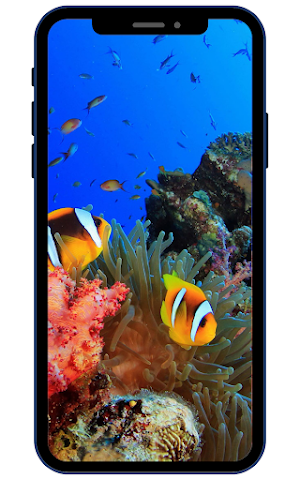 Clownfish Wallpaper HD Screenshot 2